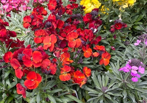 Photos Vivid red flowers of  erysimum 'Winter Passion' wallflower