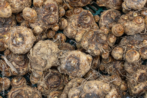 Photos A pile of calla bulbs for planting