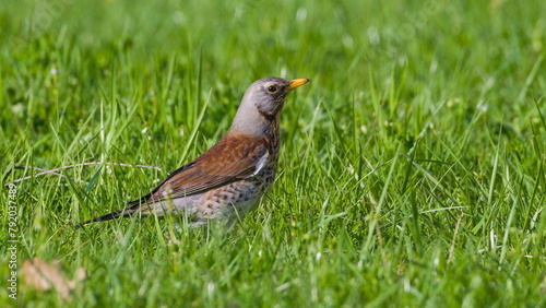 Bird Turdus pilaris aka fieldfare is searching for food in the grass. Isolated on green background.
