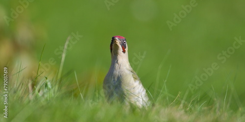 Czech bird Picus viridis aka European green woodpecker is searching for food in the grass. Dirty beak. Isolated on blurred background. photo