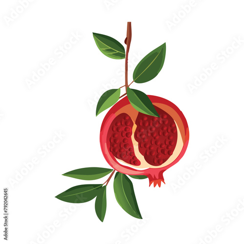 Pomegranate fruit. Red juicy fruit. Vector illustration on a white background.