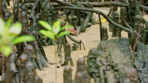 A beautiful view of a Bruguiera gymnorhiza plant in Madagascar rainforest. photo