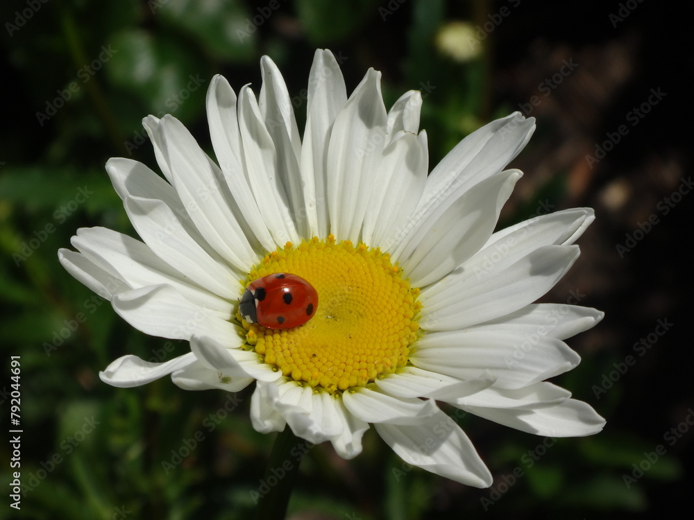 Seven-spot ladybird beetle (Coccinella septempunctata) on an ox-eye daisy flower