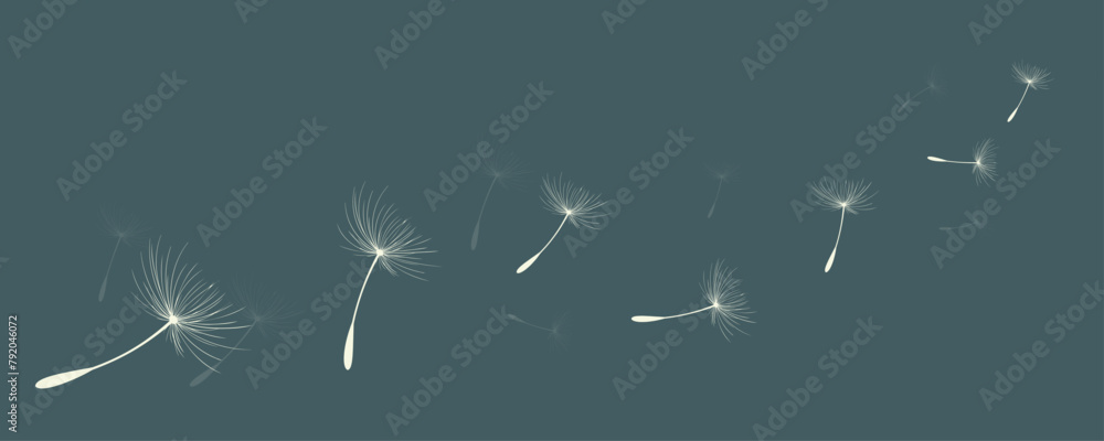 Vector illustration of dandelion time. Beautiful realistic Dandelion seeds blowing in the wind. The wind inflates a dandelion isolated in an editable evening background.