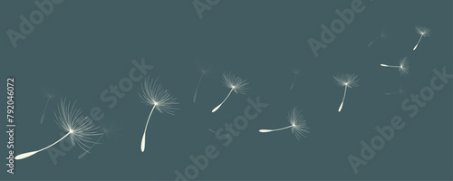 Obraz na płótnie Vector illustration of dandelion time. Beautiful realistic Dandelion seeds blowing in the wind. The wind inflates a dandelion isolated in an editable evening background. w salonie