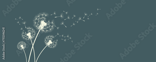 Vector illustration of dandelion time. Beautiful realistic Dandelion seeds blowing in the wind. The wind inflates a dandelion isolated in an editable evening background.
