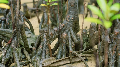 Beautiful green plants near river in thick rainforest of Madagascar island.