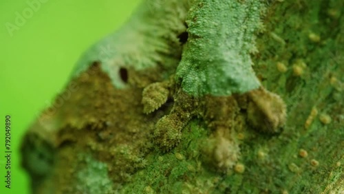 Mossy Leaf-Tailed Gecko Sit Camouflaged On Rainforest Stem During The Day. Uroplatus sikorae