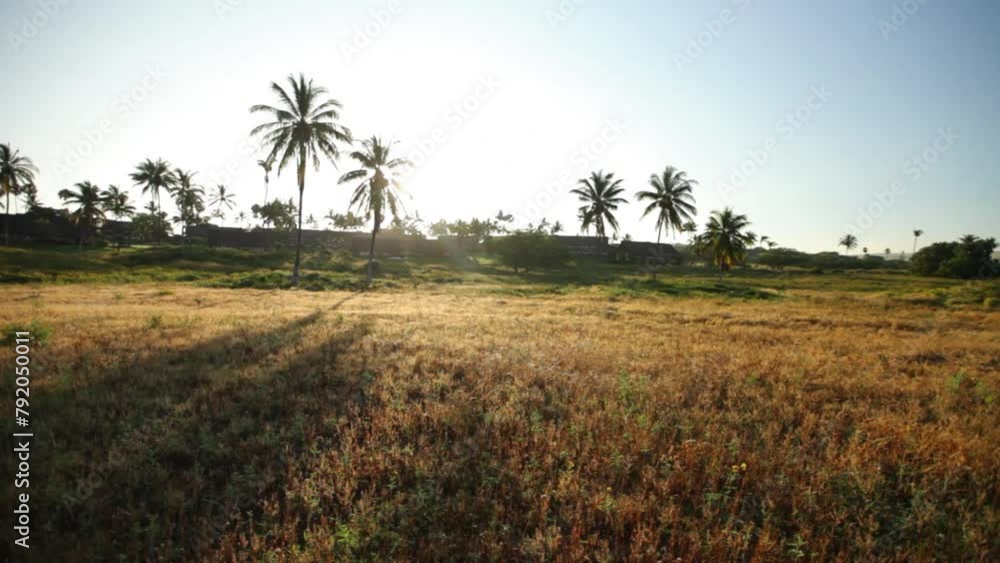 Sunrise glow on grassy island field - steady cam movement Sunrise glow on grassy island field - steady cam movement