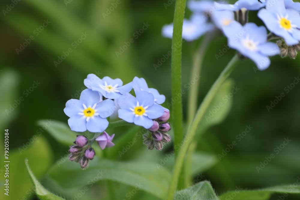 Beautiful forget-me-not flowers growing outdoors, closeup. Spring season Beautiful forget-me-not flowers growing outdoors, closeup. Spring season