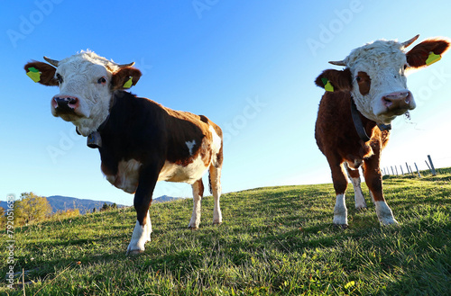 Zwei Simmentaler Kühe mit Hörnern und Kuhblocken im Gegenlicht der Sonne © Astrid Gast