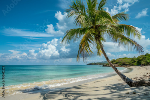 A palm tree is on a beach with a blue sky in the background. The beach is calm and peaceful