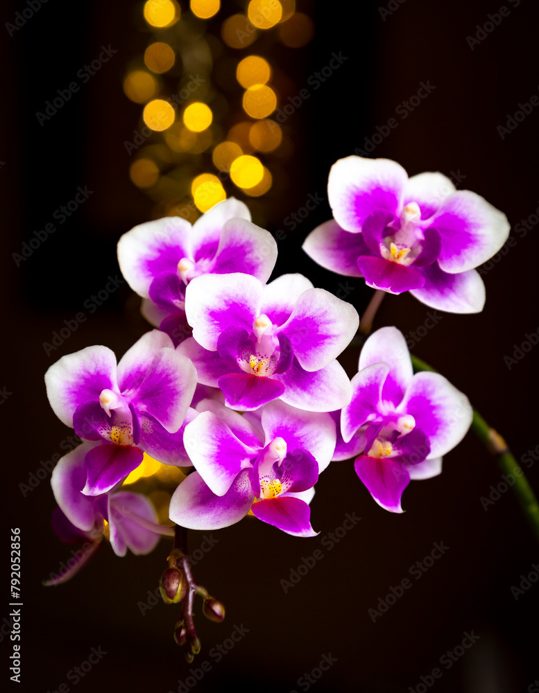 Obraz premium Beautiful pink purple white Phalaenopsis or Moth dendrobium Orchid flower in winter in home on black golden bokeh background. Floral nature background. Selective focus.