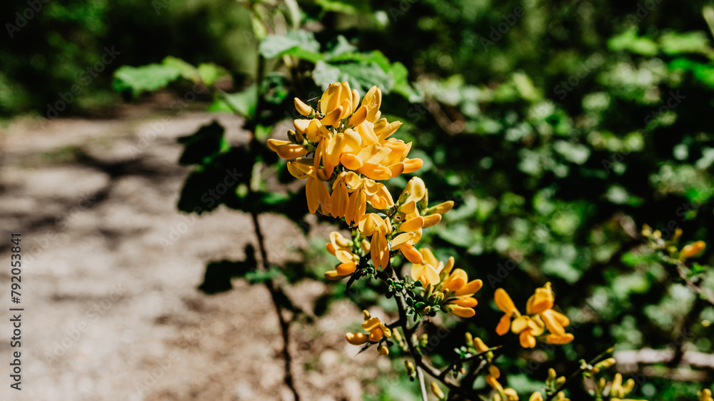 Obraz premium Beautiful plant with leaves and yellow flowers