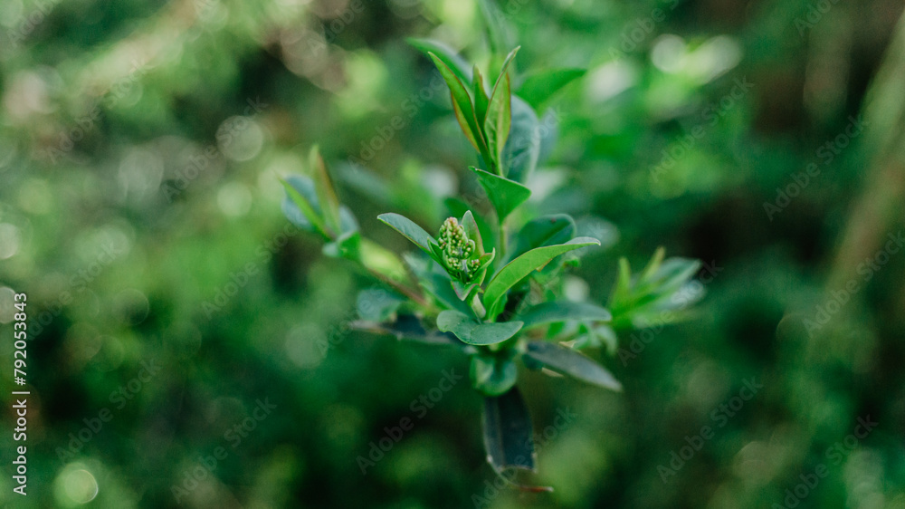 Beautiful plant with leaves Beautiful plant with leaves