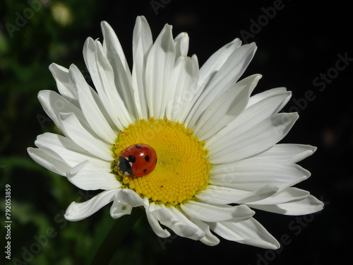 Seven-spot ladybird beetle (Coccinella septempunctata) on an ox-eye daisy flower photo