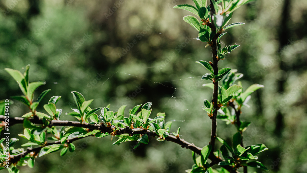 Beautiful wild plant with leaves Beautiful wild plant with leaves
