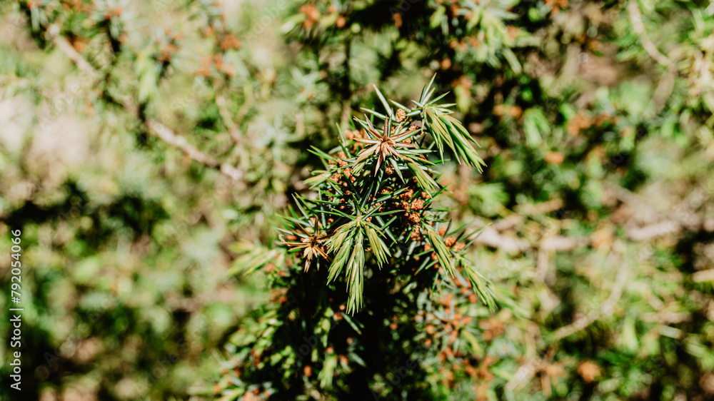 Beautiful wild plant with leaves Beautiful wild plant with leaves