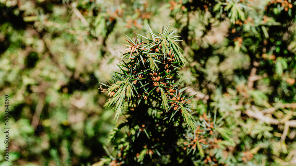 Beautiful wild plant with leaves Beautiful wild plant with leaves
