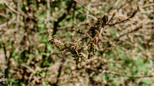 Beautiful wild plant with leaves