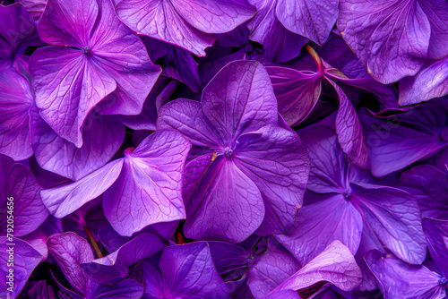 A close up of purple flowers with a mood of serenity and calmness. The flowers are arranged in a way that creates a sense of harmony and balance © VicenSanh