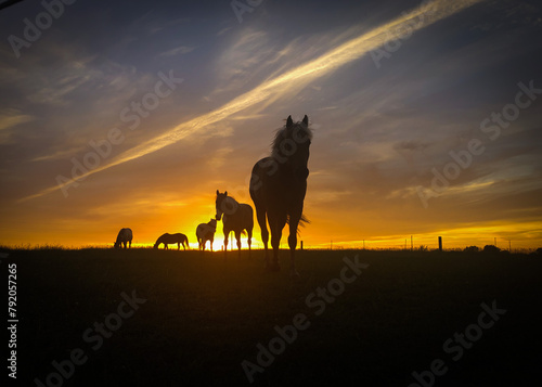 5 Horse Silhouette at Summer Sunset