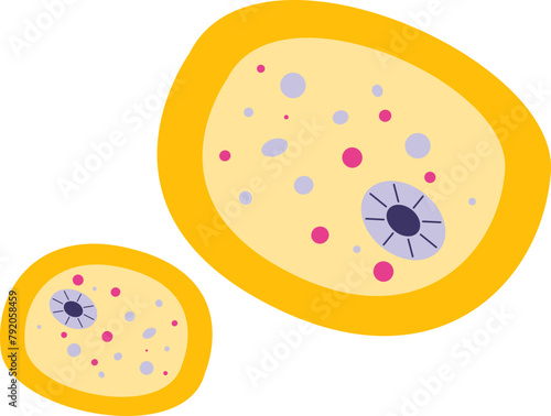 Entamoeba histolytica photo