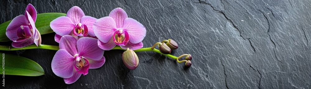 Obraz premium Purple orchid buds on green stems against dark slate