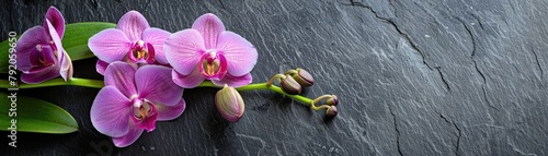 Purple orchid buds on green stems against dark slate
