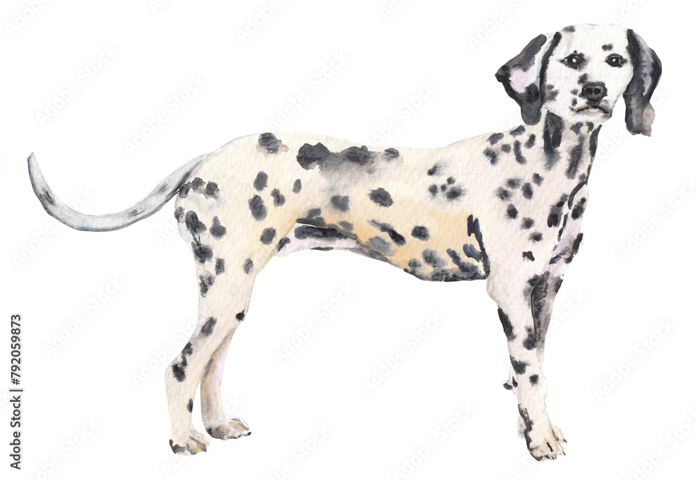 Dalmatian Black and white dog Animal handpainted handdrawn illustration Great for nursery educational material Cute adorable animal for kids illustration