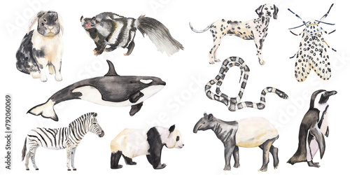 Set of black and white animals handpainted handdrawn illustration Great for nursery educational material Cute adorable animal for kids illustration Panda, tapir, snake, rabbit, skunk, penguin, orca