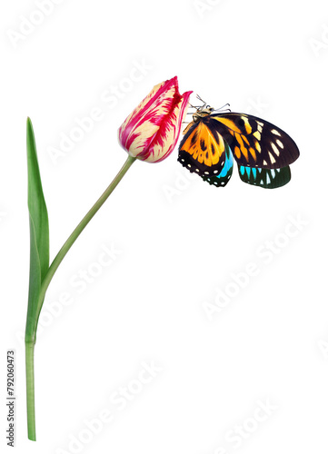 bright tropical butterfly on colorful tulip flower in dew drops isolated on white