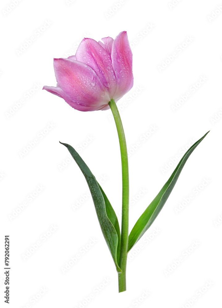 purple tulip flower in water drops isolated on white