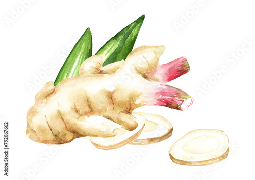 Fresh galangal rhizomes with slices and green leaf.  Hand drawn watercolor illustration isolated on white background
