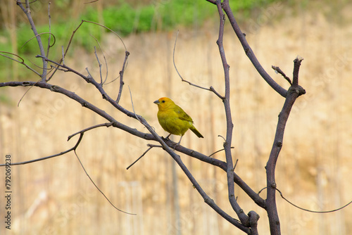 naturaleza photo