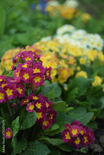 Primroses red, orange and pastel yellow flowers on spring garden background, by old manual Helios lens, bokeh, soft focus. © Anna