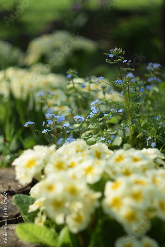 Primroses and brunnera in spring garden, pastel yellow primula nad blue siberian bugloss spring floral background, by manual Helios lens, soft focus, bokeh background.