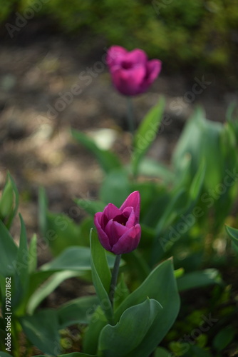 Purple tulips on bokeh spring garden background, blooming tulips spring background, selective focus, by manual Helios lens.