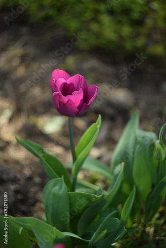 Purple tulips on bokeh spring garden background, blooming tulips spring background, selective focus, by manual Helios lens.