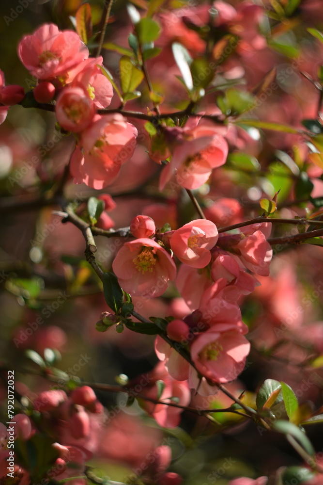 Obraz premium Chaenomeles japonica flowers on branch, pink spring flowers of blooming quince on shrub. Pink flowers background, selective focus, by manual Helios lens.