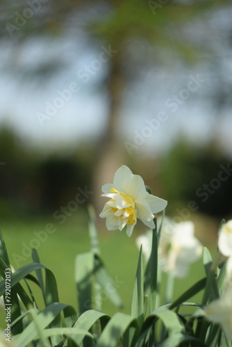 Daffodils yellow flowers on bokeh garden background, spring garden image by manual Helios lens. © Anna