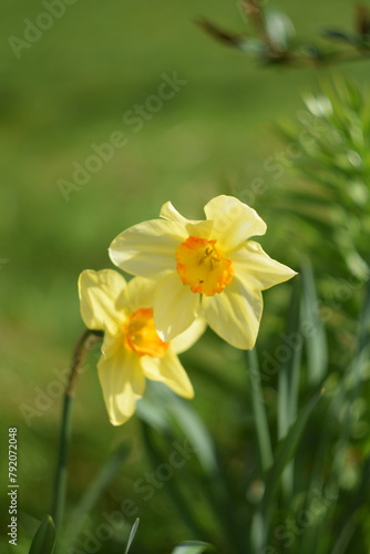 Daffodils yellow flowers on bokeh garden background, spring garden image by manual Helios lens. © Anna