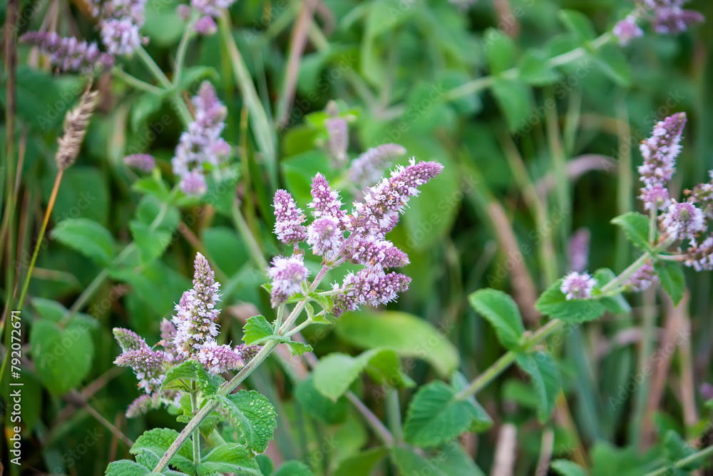 Fragrant medical plants in bloom. Garden mint. Fragrant medical plants in bloom. Garden mint.