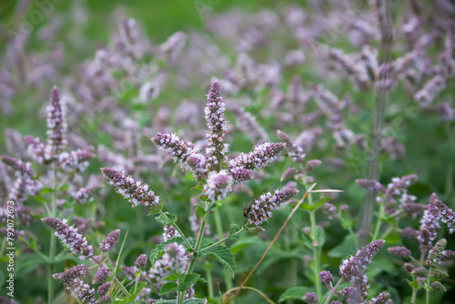 Fragrant medical plants in bloom. Garden mint.