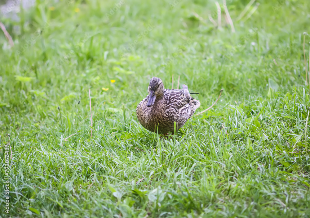 A cute duck walks on the green grass near the river. A cute duck walks on the green grass near the river.