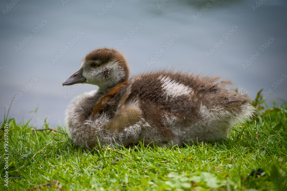 goslings of an Egyptian Goose, close up in the meadow naer the water goslings of an Egyptian Goose, close up in the meadow naer the water