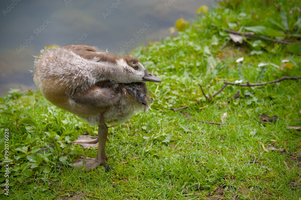 a cute gosling of an egyptian goose is cleaning its plumage a cute gosling of an egyptian goose is cleaning its plumage