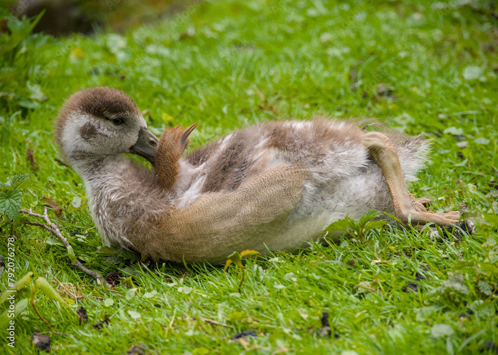 a cute gosling of an egyptian goose is cleaning its plumage a cute gosling of an egyptian goose is cleaning its plumage