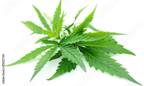 Green leaves of medicinal c...
