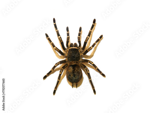 Tarantula spider isolated on white background
